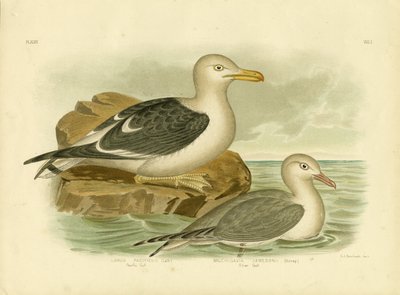 Pacific Gull by Gracius Broinowski